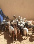 Reconstitution du cheptel caprin pour assurer la sécurité...