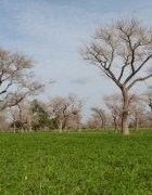 Climat et planification de la politique agricole au...