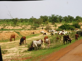 Animau en pâturage à Maradi