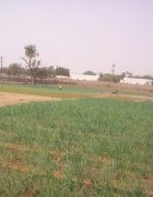 Promouvoir la diversification agricole pour lutter contre l’insécurité...