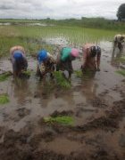 Les dix qualités de l’agriculture familiale