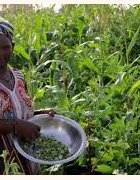 AFRSA : Défis majeurs et stratégie d’intervention