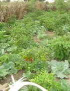 Les champs de diversité phytogénétiques : Un dispositif de...