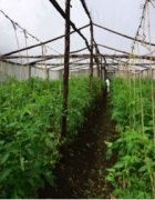 Protection des cultures maraîchères au Bénin : les filets...