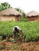 Accélérer les Systèmes Alimentaires Résilients en Afrique