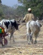 OPINION : Point de vue d’un agronome pour une...