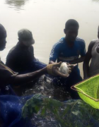 Sénégal : l’ aquaculture, une pratique de pêche durable...