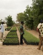 La dégradation des terres au Sénégal : la réponse...