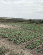 L’AGROÉCOLOGIE : UN SOUS-SECTEUR PEU CONSIDÉRÉ DANS LES POLITIQUES AGRICOLES DU SÉNÉGAL