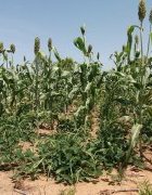 Fonctions, modalités et défis de la diversification culturale...