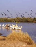 Promouvoir les Conventions Locales pour une gestion durable de la biodiversité au Sénégal (Ecosystem Grants Programme)