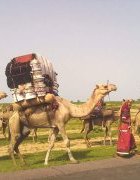 Le dromadaire, un animal au service de la...