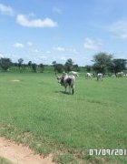 Lu pour vous : Gouvernance foncière, pastoralisme et sécurité...