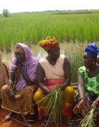 Appel à contribution AGRIDAPE 31.4 : Femmes, Agroécologie, Sécurité alimentaire et nutritionnelle