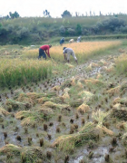 Intensification rizicole à Madagascar : Les défis de la...
