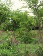 Préservation des sols par la RNA au Niger :...