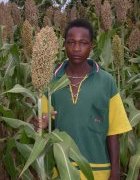 Les systèmes d’approvisionnement en semences de mils et...