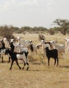 Opinion : Le Pastoralisme aux portes de la mondialisation