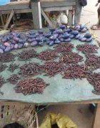 La consommation d’insectes comme stratégie d’atténuation de la...