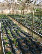 Appel à contributions, AGRIDAPE Juin 2017 :  Changement climatique et résilience des systèmes agro-alimentaires