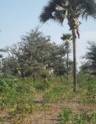 Appui aux initiatives et innovations paysannes porteuses pour...