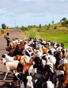 Appel à contribution AGRIDAPE 32.4, décembre 2016 : Renforcer les sociétés pastorales grâce à une meilleure gouvernance