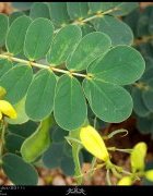 Sénégal : le leydour, une bouée pour les femmes...