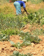 Sénégal : transferts des migrants, dynamique entrepreneuriale et résilience...