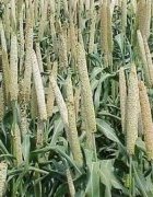 Sénégal-Côte d’Ivoire : de la créativité autour de l’igname...