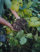 Restaurer nos sols en tirant les leçons de...