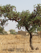Du brûlis au paillis : les arbustes re-visités