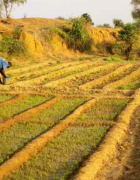 Mali : des jeunes préfèrent le maraîchage à l’...