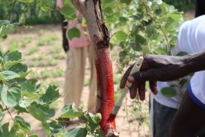 Les Communautés reverdissent le Sahel